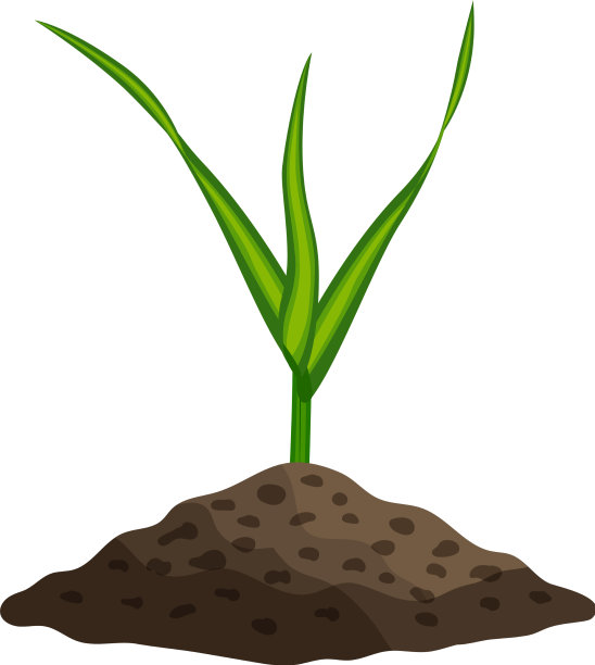 小麦现实图片下载