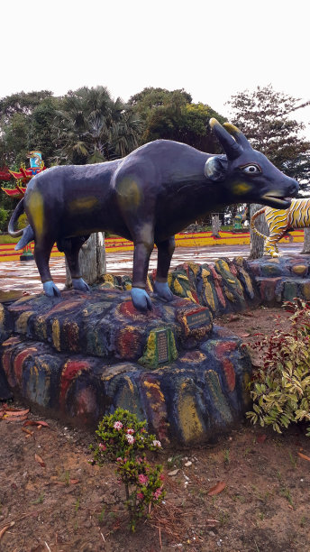 牛-十二种牛，象征着中国的动物。图片下载