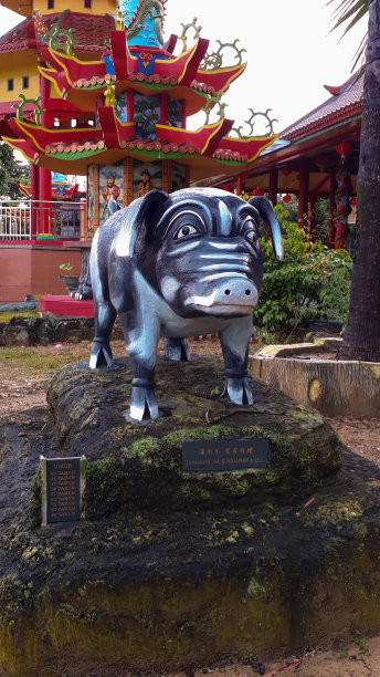 猪——十二种猪，象征中国的动物。图片下载