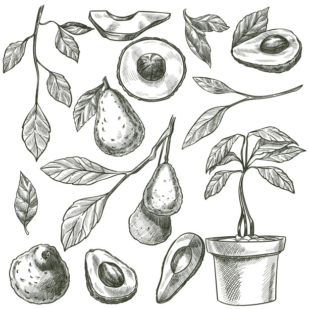 生长鳄梨种子单色轮廓图片下载