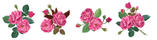 盛开的玫瑰花或牡丹图片下载