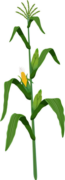 玉米现实图片下载