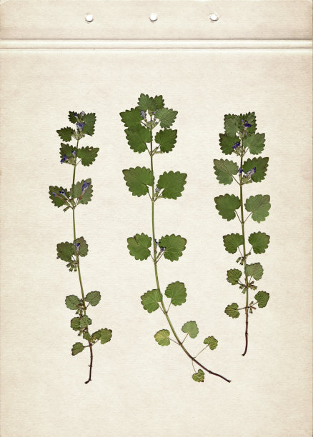 Glechoma。压制和干燥的香草。扫描图像。古老的植物标本室背景在旧纸上。在纸板上的草的构图。图片下载
