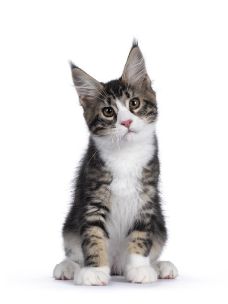 缅因州的小猫在白色的背景图片下载