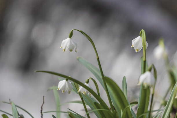 雪花-夏白-美丽的白花在山谷的草地上。照片有美丽的散景图片下载