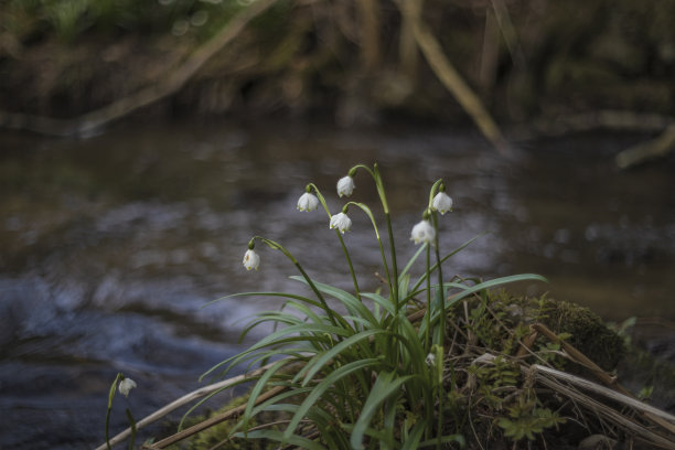 雪花-夏白-美丽的白花在山谷的草地上。照片有美丽的散景图片下载