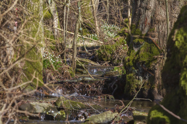 雪花-夏白-美丽的白花在山谷的草地上。照片有美丽的散景图片下载