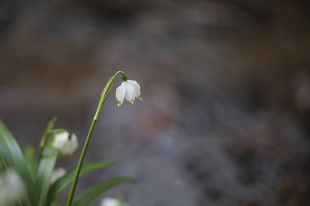 雪花-夏白-美丽的白花在山谷的草地上。照片有美丽的散景图片下载