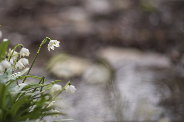 雪花-夏白-美丽的白花在山谷的草地上。照片有美丽的散景图片下载