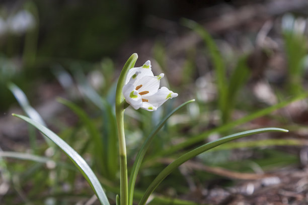 雪花-夏白-美丽的白花在山谷的草地上。照片有美丽的散景图片下载