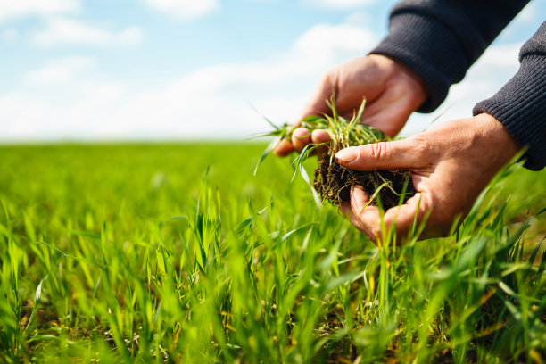 年轻的绿麦苗在农民手中。图片下载