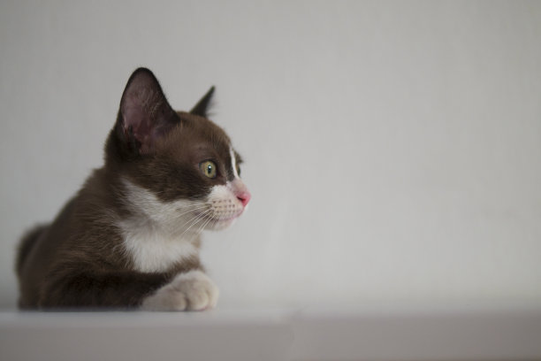 带着白色面具的巧克力色小猫正看着桌上的东西作为宠物概念图片下载