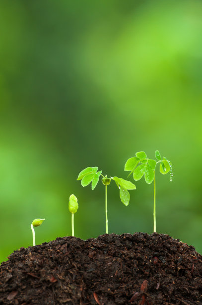在雨季，生长在肥沃土壤上的绿色年轻热带植物。图片下载