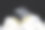 黄铁矿，天然立方体，嵌于宿主岩中。金属镜面光洁度。黑色背景。图片下载