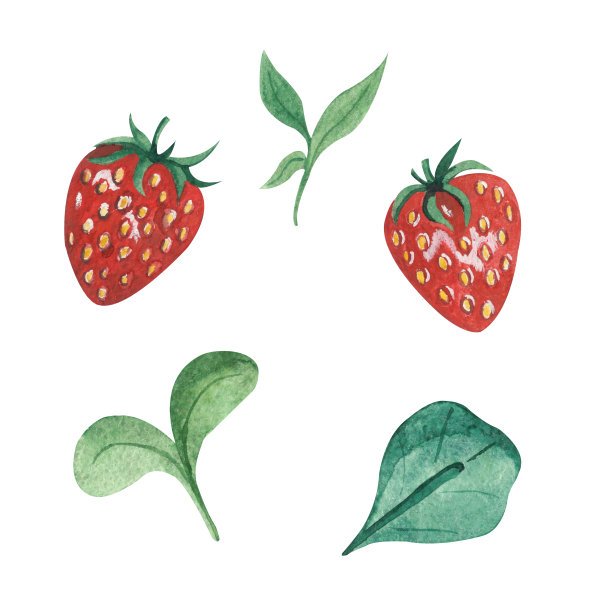 水彩插图与草莓和年轻的绿色植物，孤立的元素在白色的背景。图片下载