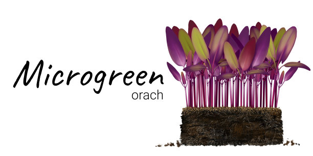 微绿山羊的栽培图片下载