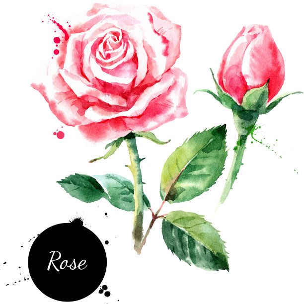 水彩手绘玫瑰画素描花图片下载