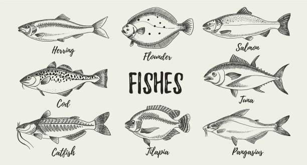 手绘鱼画动物设黑色和图片下载