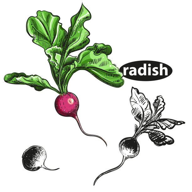 详细手绘黑白，彩色插图套萝卜。草图。向量。元素在图形风格标签，卡，不干胶，菜单图片下载