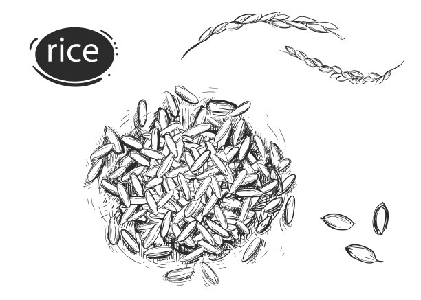 详细手绘黑白插图大米谷粒，植物，袋。草图。向量。元素在图形风格菜单，包。亚洲国家的传统食物:日本、韩国和中国。图片下载