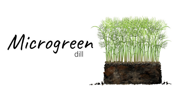 微绿小茴香栽培图片下载