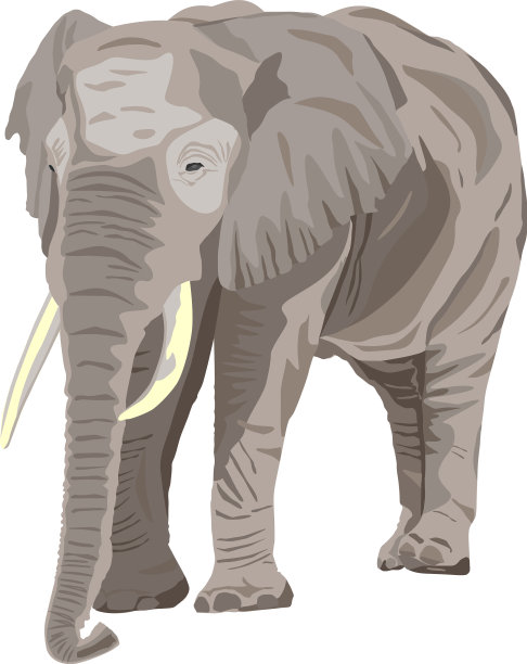 非洲象图片下载