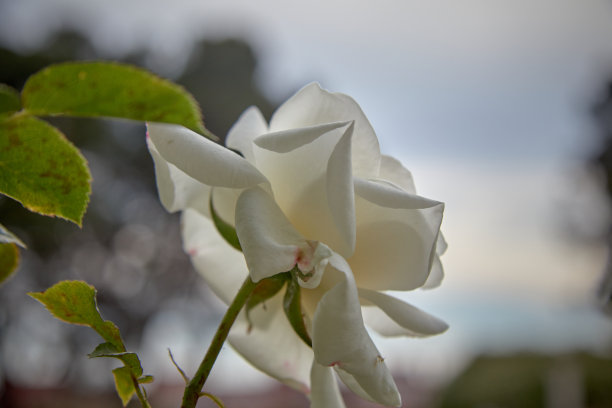 开放的白玫瑰仰望天空。有选择性的重点。水平的照片。图片下载