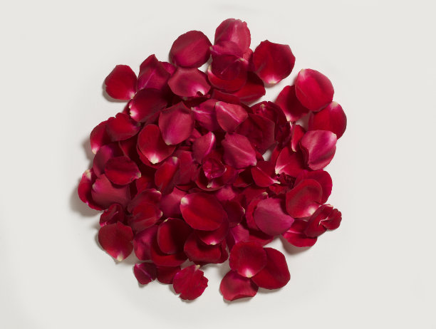 美丽的红玫瑰花瓣和白色的背景图片下载