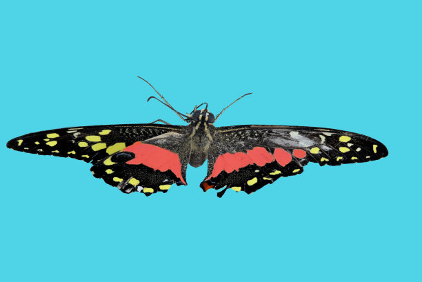 美丽蝴蝶的微距特写。微距摄影的一个真正美丽和自然的粉彩背景。图片下载