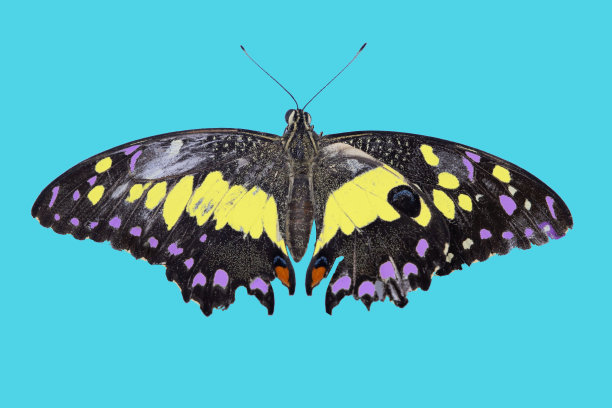 美丽蝴蝶的微距特写。微距摄影的一个真正美丽和自然的粉彩背景。图片下载