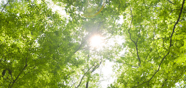 阳光森林图片下载