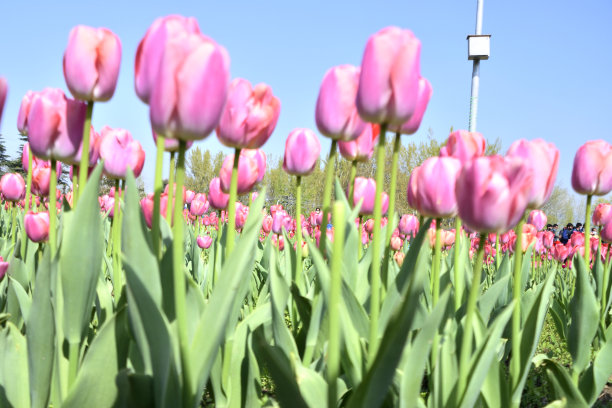 郁金香图片下载