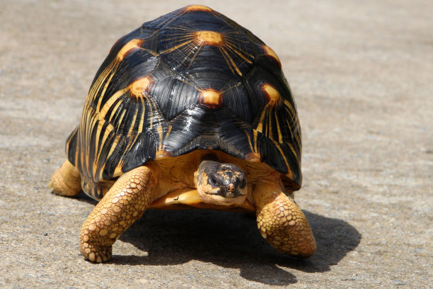 辐射龟的肖像图片下载