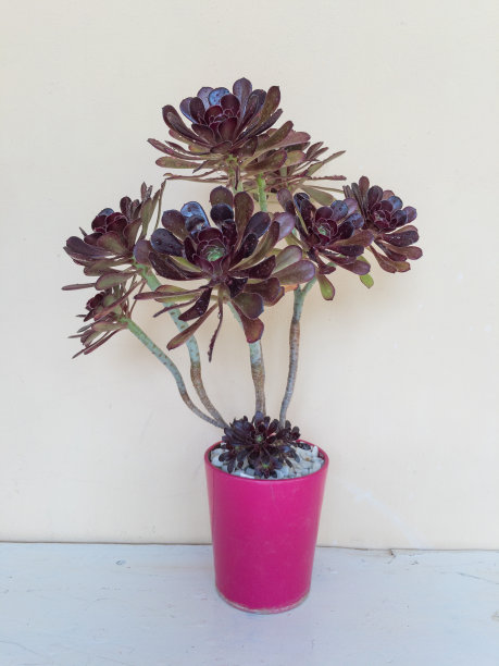 泽瓦科普植物盆栽在粉红色的盆中，米色背景孤立图片下载