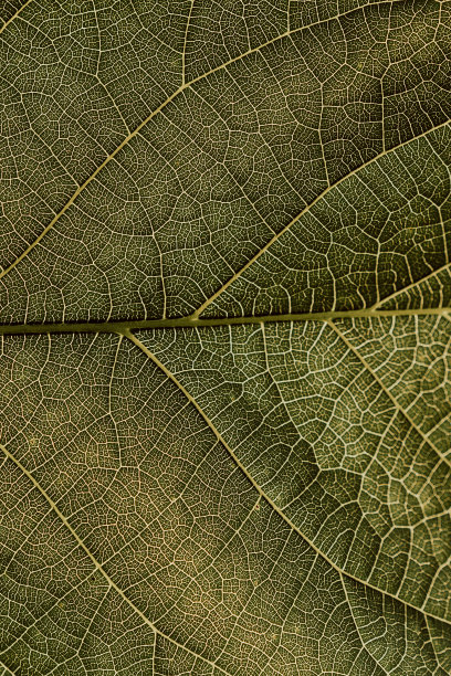 一张树叶的特写。黄脉和绿色植物细胞的马赛克网。阳光透过树叶照进来。明亮的背景或花卉主题墙纸。Macro -库存照片图片下载