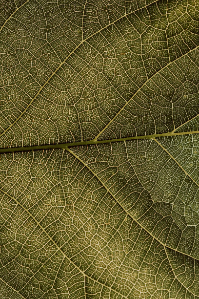 一张树叶的特写。黄脉和绿色植物细胞的马赛克网。阳光透过树叶照进来。明亮的背景或花卉主题墙纸。Macro -库存照片图片下载