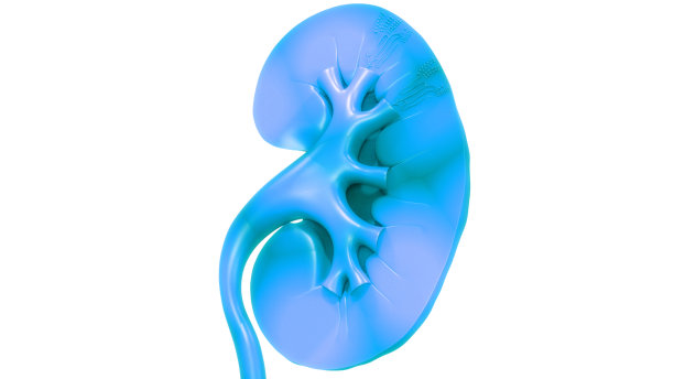 人体泌尿系统及肾脏解剖学图片下载