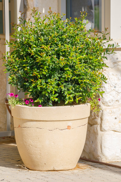 未经修剪的蒲桃树图片下载