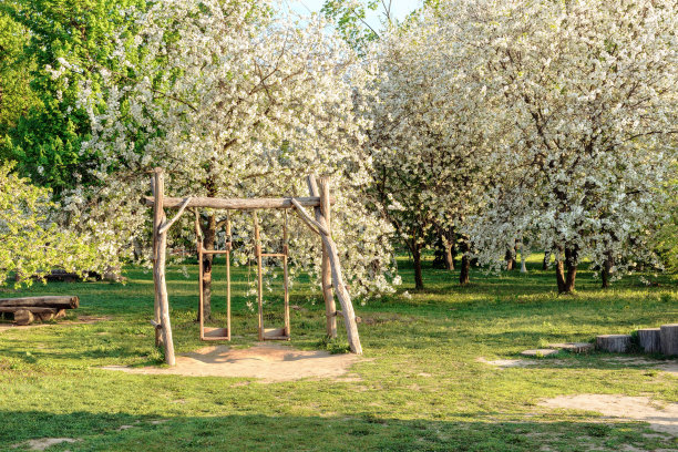 樱花盛开的果园。图片下载