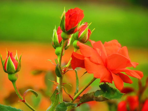 美丽的玫瑰花。图片下载