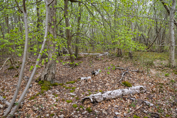 沼泽地区倒下的树图片下载