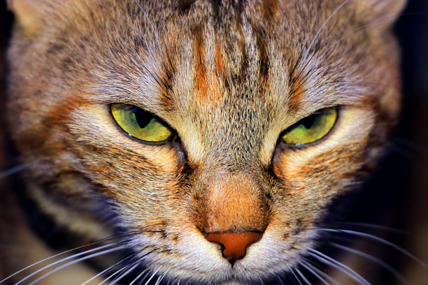 美丽的猫的肖像与惊人的眼睛图片下载