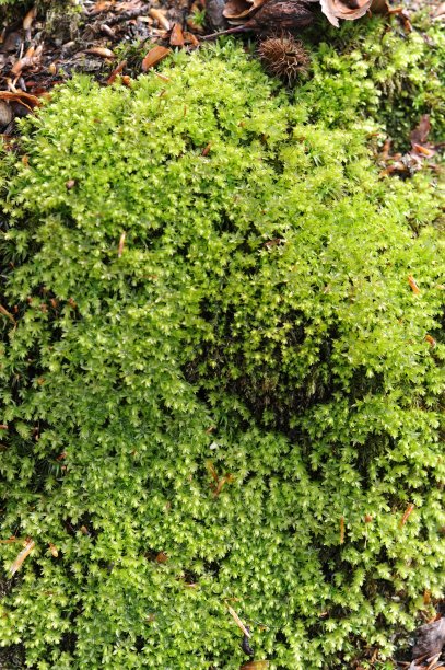 雨后森林里青苔鲜图片下载