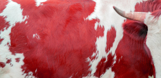 红牛皮肤纹理。图片下载