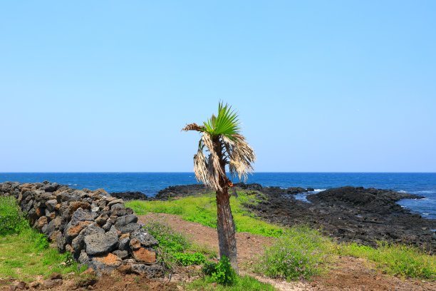 济州岛海岸，海滩，岛屿，棕榈树，罂粟，花，阳伞，海滩，图片下载