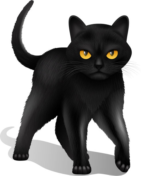 黑猫现实图片下载