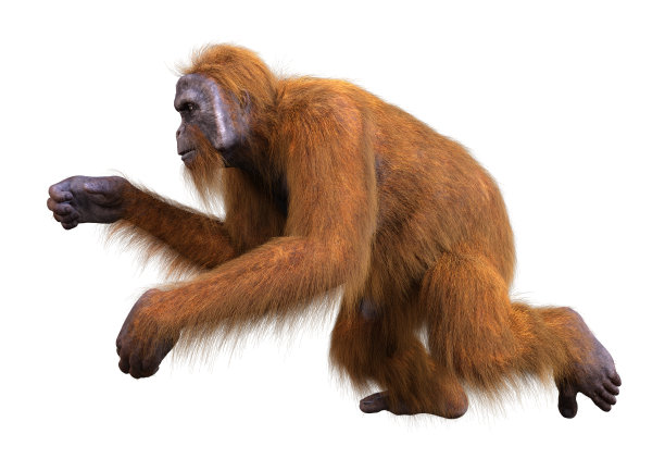 3D插图猩猩猿在白色图片下载