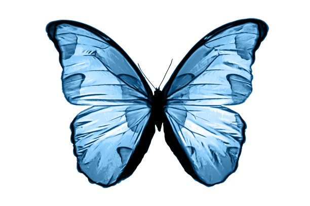 蓝色的蝴蝶孤立在白色的背景上。热带蛾。设计的昆虫。水彩颜料图片下载
