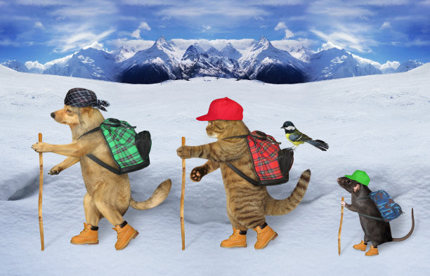 宠物在山里徒步旅行图片下载