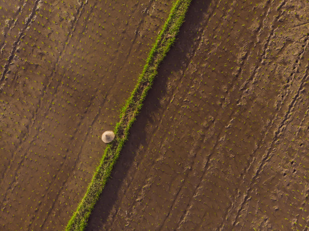 稻田航拍。美丽的梯田景象图片下载